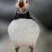 puffin_atlantic_msi_v_0485_can0298.jpg